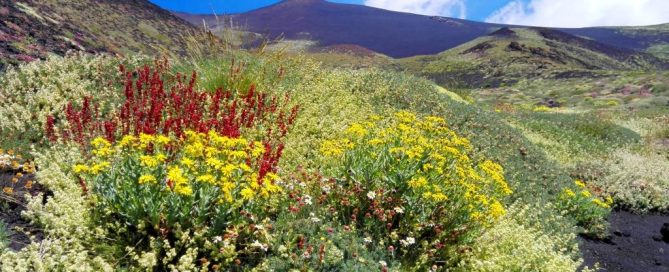 parco dell'etna