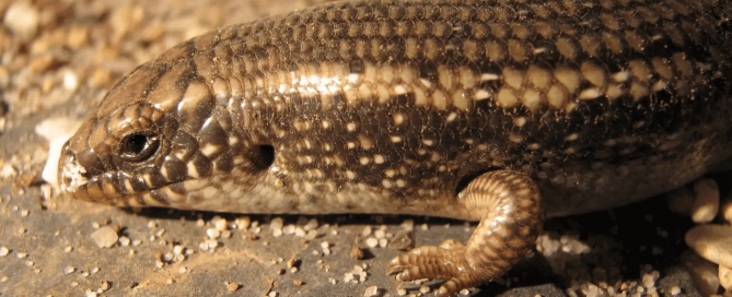 tiraciatu siciliano