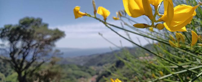 ginestra aetnensis