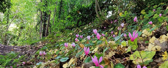 piante e fiori dell'etna