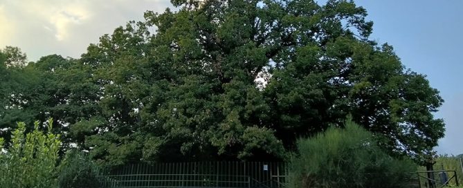 castagno dei cento cavalli