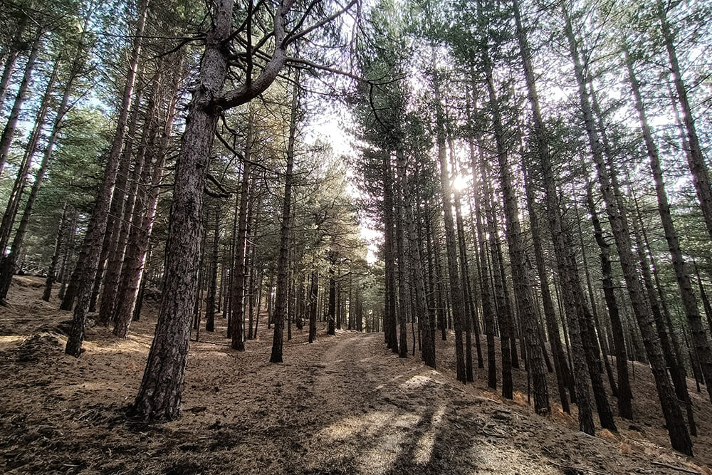 Pista Altomontana boschi